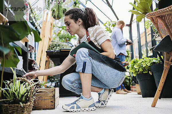 Young botanist kneeling and examining plants in greenhouse