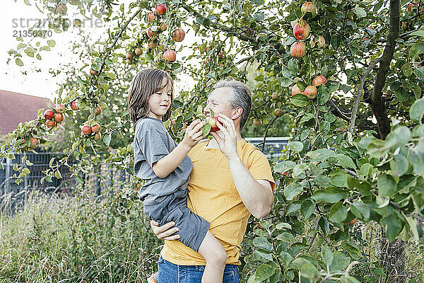 Father carrying son in arms and holding apple in orchard