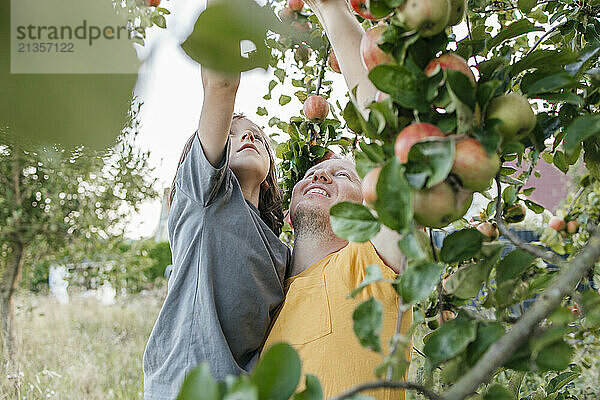 Father and son picking apples from tree