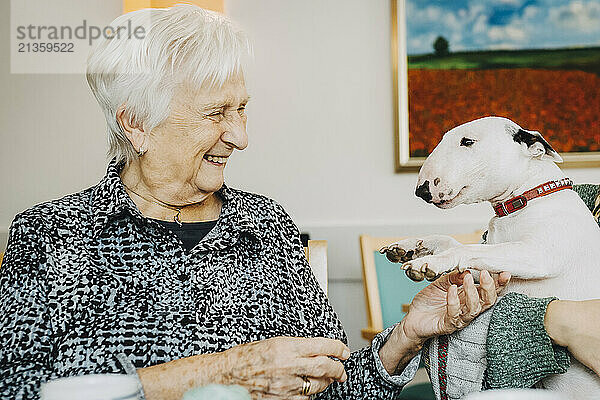 Happy elderly female playing with Bull Terrier dog at retirement home