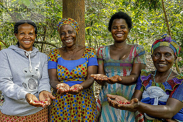 Kopakama coffee grower's cooperative  Rutsiro  Rwanda. Women with coffee cherries in their collective plantation