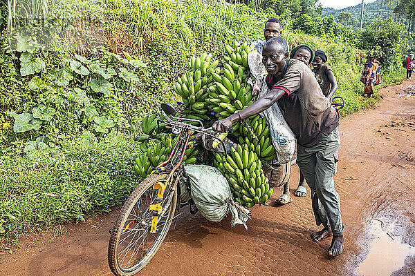 Villagers going to market to sell bananas  Southern province  Rwanda.