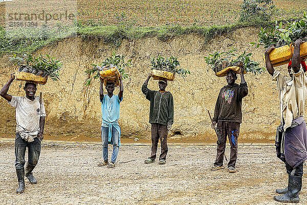 Pickers carrying tea tree saplings on their heads in western