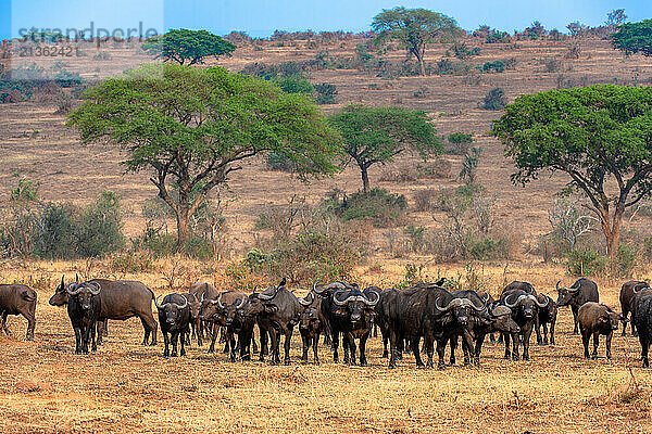 Buffalo herd at Murchison Falls National park  Uganda.