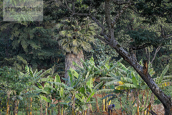 Banana plantation in Kigali  Rwanda