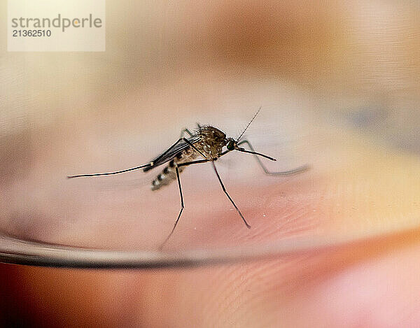 Female Culex restuans mosquito  collected in Maryland. This type of mosquito is a proven vector associated with the transmission of West Nile virus (WNV) and Eastern equine encephalitis (EEE).