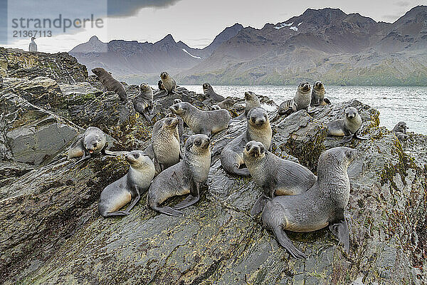 Antarctic fur seal pups (Arctocephalus gazella) playing in Fortuna Bay on South Georgia  Southern Ocean  Polar Regions