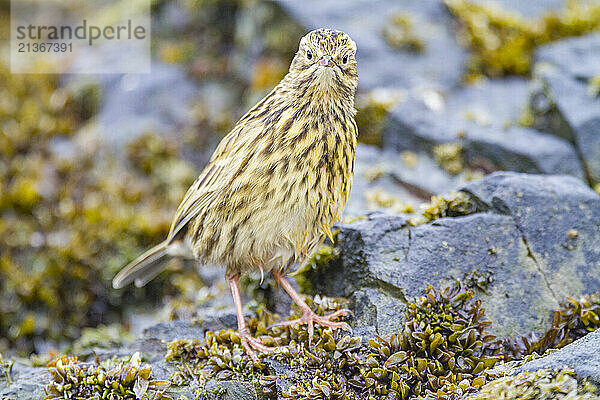 Adult South Georgia Pipit (Anthus antarcticus) feeding at low tide on Prion Island  Bay of Isles  South Georgia  Polar Regions