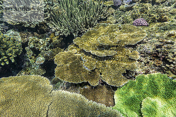 A myriad of hard and soft corals at Vatu-I-Ra Conservation Park on Viti Levu  Fiji  South Pacific  Pacific