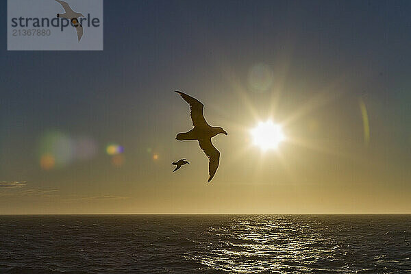 Southern giant petrel (Macronectes giganteus) in flight against the sun near South Georgia  Southern Ocean  Polar Regions