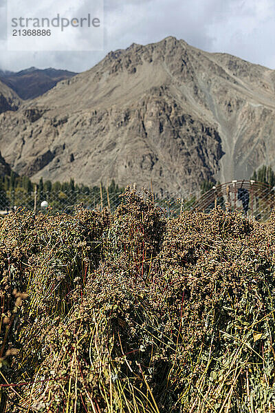 Close-up of the crops yielded in the Himalayas; Turtuk  Ladakh  India