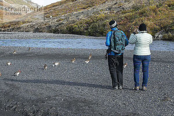 Female hikers watching and photographing a group of Willow Ptarmigan (Lagopus lagopus) along the Savage River Loop Trail in Denali National Park and Preserve  Alaska  USA; Alaska  United States of America