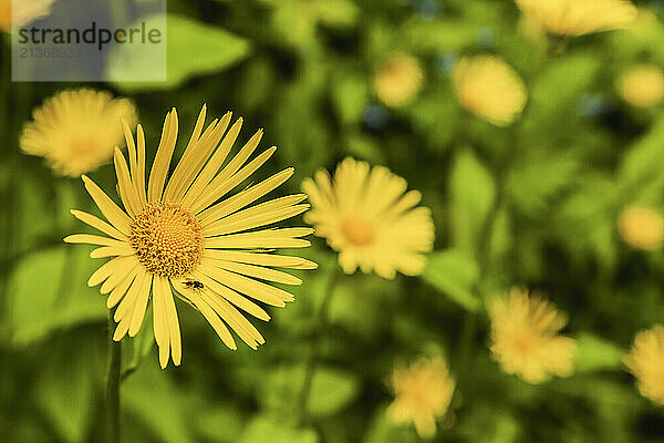 Close up of an insect on a bright yellow flower; Northumberland  England