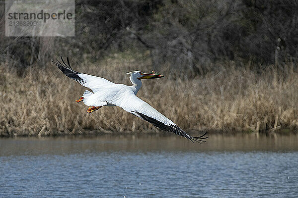 American White Pelican (Pelecanus erythrorhynchos) in flight over the water at the Walden Ponds Wildlife Habitat in Boulder  Colorado; Boulder  Colorado  United States of America