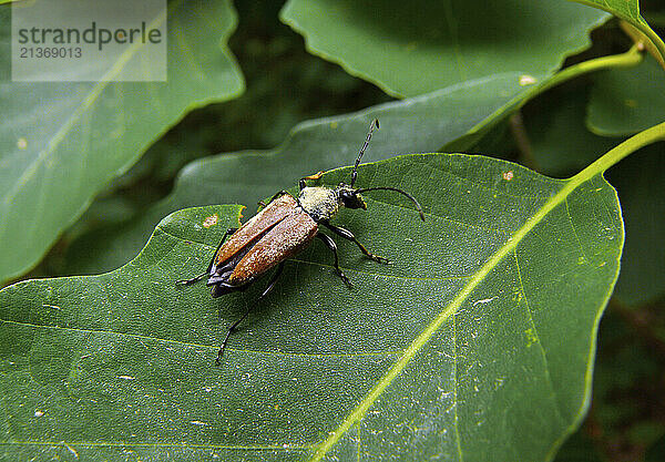 Close-up of beetle on a green plant leaf; United States of America