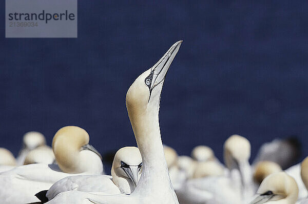 Gannet colony