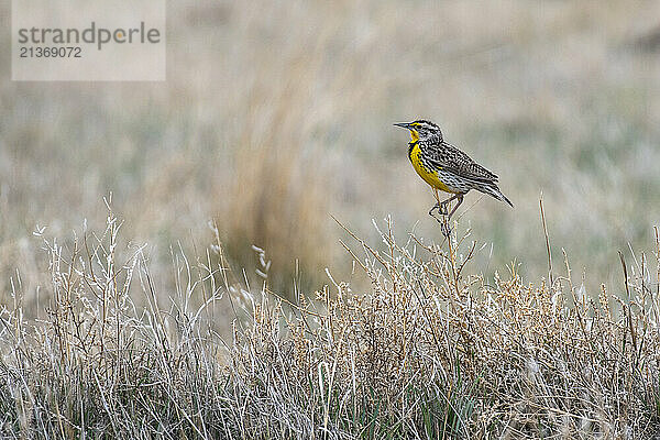 Portrait of a Western Meadowlark (Sturnella neglecta) perched on the tall grasses at the Rocky Mountain Arsenal National Wildlife Refuge; Colorado  United States of America