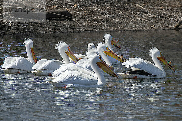 Group of American White Pelicans (Pelecanus erythrorhynchos) swimming at the Walden Ponds Wildlife Habitat in Boulder  Colorado; Boulder  Colorado  United States of America