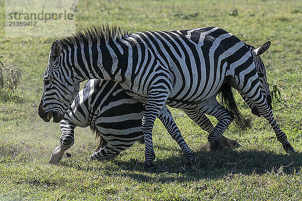 Two Common Zebra (Equus quagga) stallions fighting at Ngorongoro Crater; Tanzania