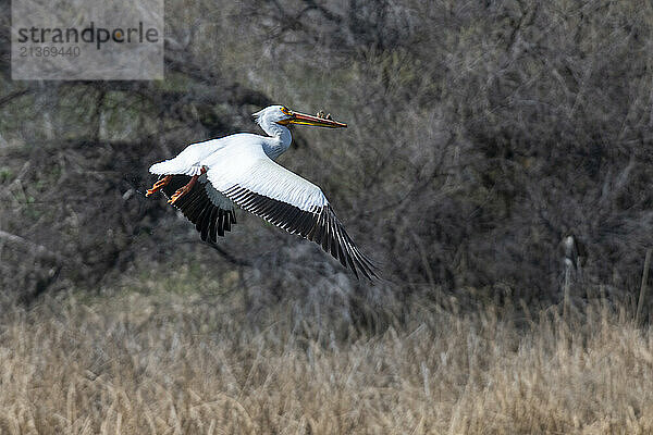 American White Pelicans (Pelecanus erythrorhynchos) with caruncles on beak in flight at the Walden Ponds Wildlife Habitat in Boulder  Colorado; Boulder  Colorado  United States of America