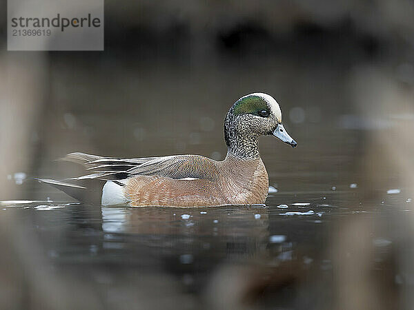 Drake American wigeon (Mareca americana) is framed by reeds in a wetland near Anchorage  Alaska  during the spring breeding season; Anchorage  Alaska  United States of America