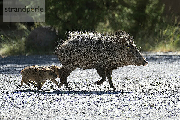 Javelina  or Collared Pecary (Pecari tajacu)  with two babies running behind her at Cave Creek Ranch in the Chiricahua Mountains of Southeast Arizona; Arizona  United States of America