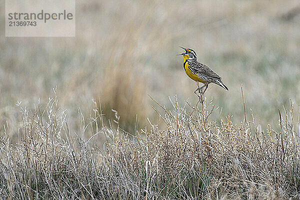 Portrait of a Western Meadowlark (Sturnella neglecta) singing while perched on the tall grasses at the Rocky Mountain Arsenal National Wildlife Refuge; Colorado  United States of America