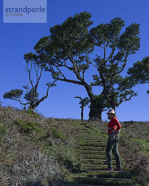 Woman stands posing on the steps while hiking at Vereda do Fanal  in the UNESCO world heritage site Laurisilva of Madeira; Seixal  Madeira  Portugal