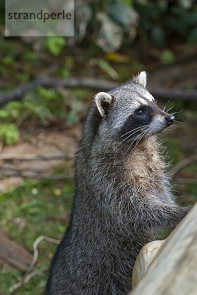 Raccoon (Procyon lotor) stands alert in Stanley Park  Vancouver  BC  Canada; Vancouver  British Columbia  Canada