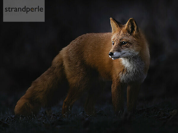 Red fox (Vulpes vulpes) stops in early morning light while hunting in South central Alaska  USA; Anchorage  Alaska  United States of America