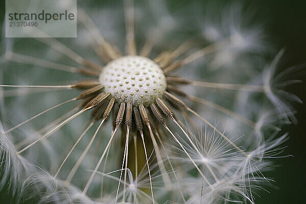 Extreme close-up of dandelion seedhead (Taraxacum officinale); North Carolina  United States of America