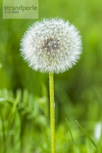 Close-up of a dandelion (Taraxicum officinali) seed head; Fairbanks  Alaska  United States of America