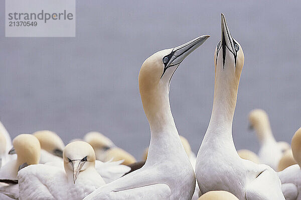 Two Gannets looking upwards in a colony