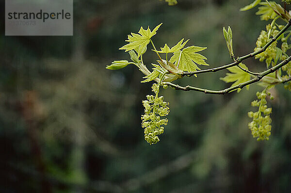 Close-up of new foliage budding on a maple tree