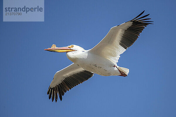 American White Pelican (Pelecanus erythrorhynchos) in flight against a bright blue sky at the Walden Ponds Wildlife Habitat in Boulder  Colorado; Boulder  Colorado  United States of America