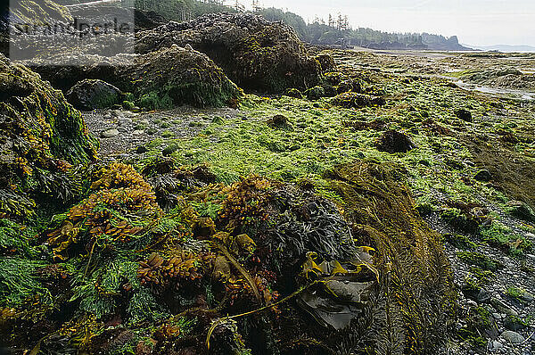 Seaweed at low tide with a view of the coastline