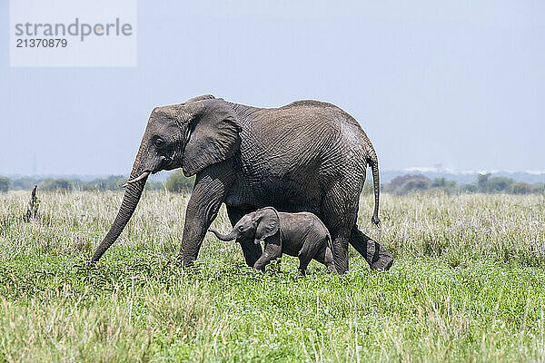 Female African Elephant (Loxodonta africana) and young calf crossing the grassy savanna on a sunny day in Tarangire National Park; Tanzania