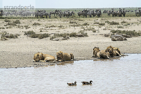 Large group of Common Zebras (Equus quagga) warily watching Lions (Panthera leo) sleeping by the edge of a waterhole with two Egyptian Geese (Alopochen aegyptiaca) in Serengeti National Park; Tanzania