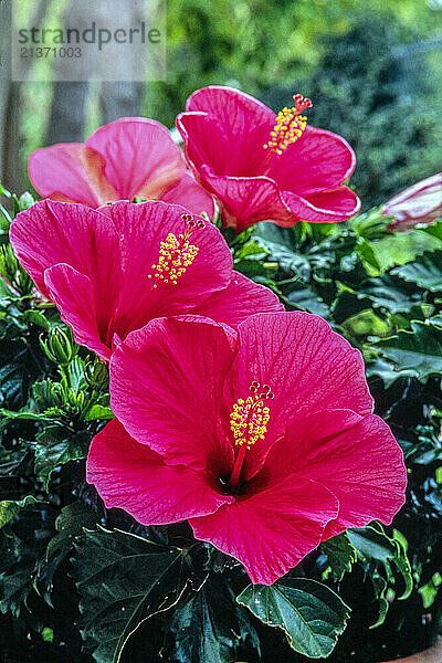 Close-up of red hibiscus flowers in full bloom; Ocean City  New Jersey  United States of America