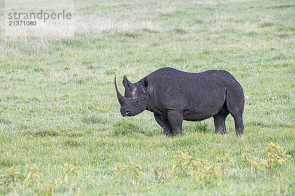 Close-up portrait of a Black Rhinoceros (Diceros bicornis) standing on the grass in Ngorongoro Crater; Tanzania