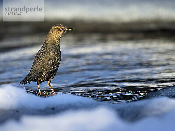 American dipper (Cinclus mexicanus) pauses on an ice-fringed stream bank before plunging back in to hunt for food; Alaska  United States of America