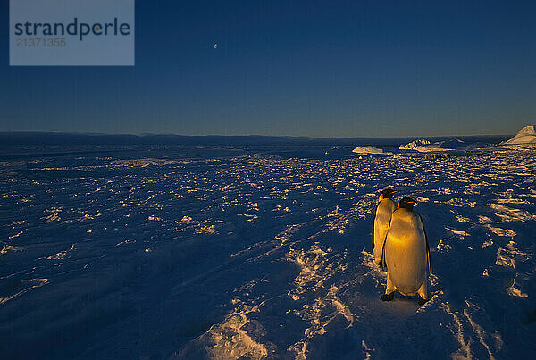 Golden sunlight reflecting on a pair of Emperor Penguins (Aptenodytes forsteri) standing on an icy landscape under a blue sky  Flutter Colony  East Antarctica; Antarctica