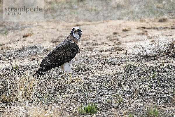 Portrait of a Ferruginous Hawk (Buteo regalis) at the Rocky Mountain Arsenal National Wildlife Refuge; Colorado  United States of America