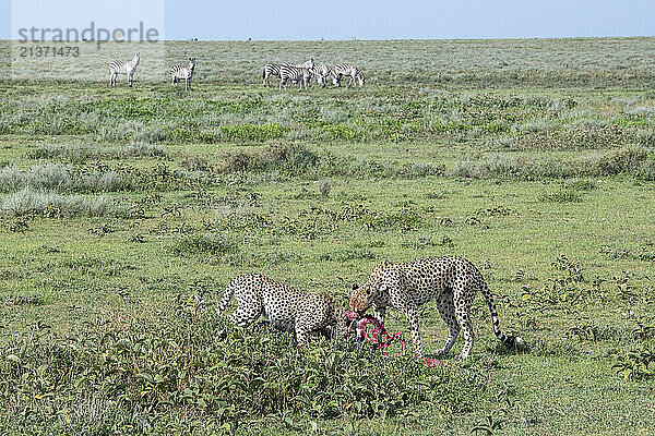 A pair of cheetahs (Acinonyx jubatus) feeding on a Wildebeest carcass while Common Zebras (Equus quagga) watch from a distance near Ndutu in Ngorongoro Crater Conservation Area; Tanzania