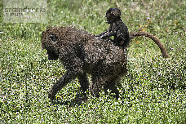 Portrait of a female Olive Baboon (Papio anubis) walking across the grasslands with a baby baboon riding on her back in Ngorongoro Crater; Tanzania