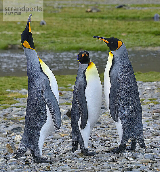 Three King Penguins (Aptenodytes patagonicus) standing together on the rocks at Fortuna Bay; South Georgia Island  South Georgia and the South Sandwich Islands