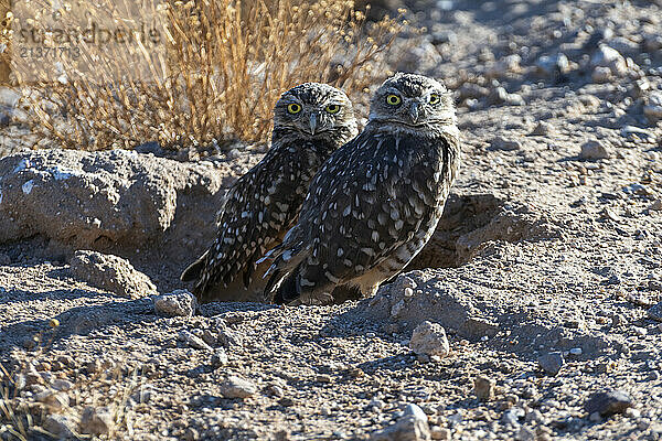 Close-up portrait of a pair of Burrowing Owls (Athene cunicularia) standing on the ground turning their heads to look at the camera in Casa Grande; Arizona  United States of America