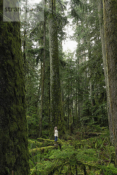 A woman exploring the majestic trees and nature in Cathedral Grove on Vancouver Island. The area is also known as MacMillan Provincial Park which is an area of old growth Douglas Firs and Sitka Spruce Trees; Port Alberni  British Columbia  Canada