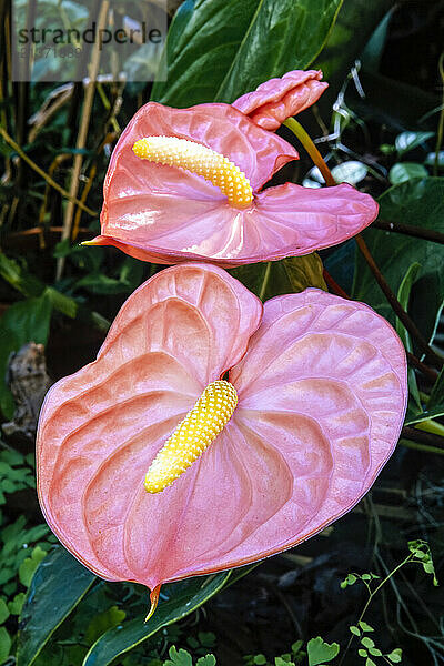 Antherium blossoms; Linwood  New Jersey  United States of America