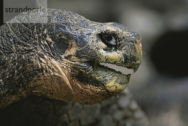 Close view of a Giant tortoise's head at the Charles Darwin Research Station on Galapagos Island; Galapagos Island  Ecuador